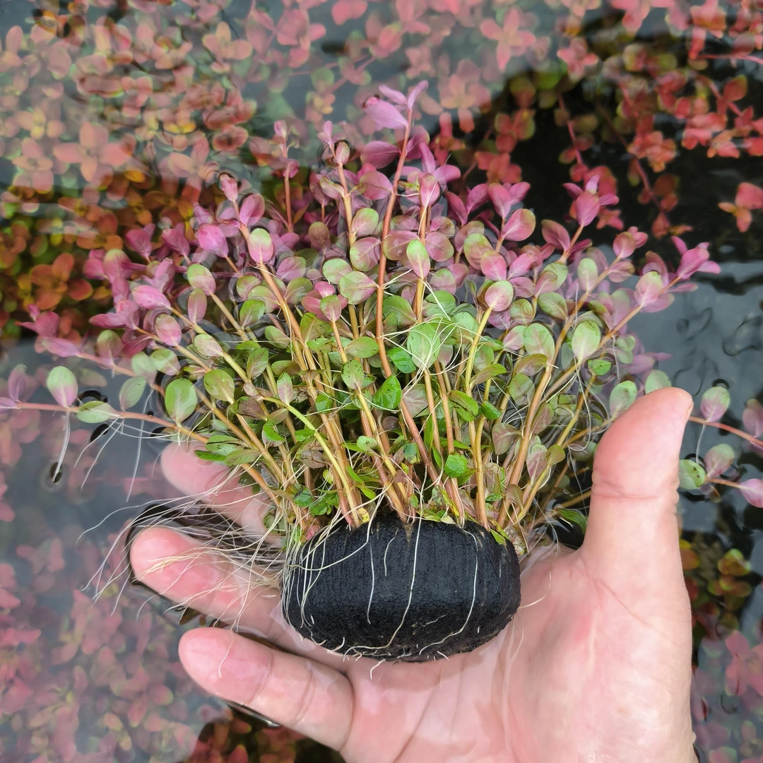 红瓜子水草陀草红色水草后景草懒人水草