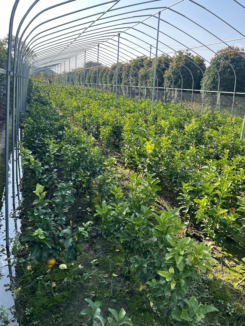 四季青盆栽地栽直播一物一拍