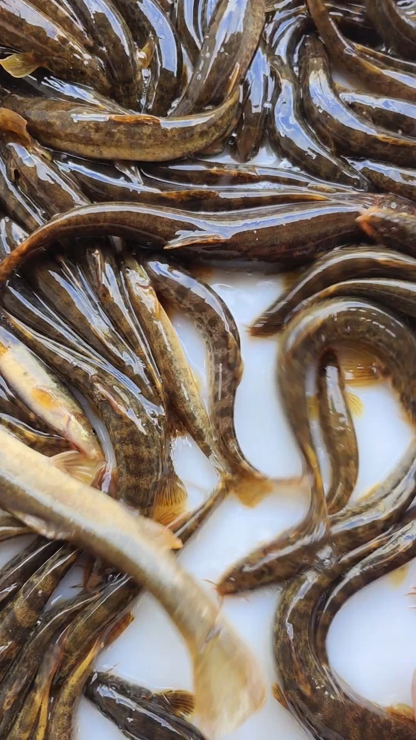 黑龙江冷水大花泥鳅鱼真空速冻顺丰包邮