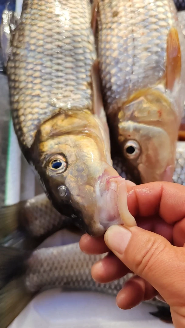 黑龙江冷水虫虫鱼重嘴唇鱼