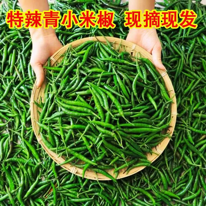 新鲜青米椒河南小米辣椒现摘小尖椒剁椒朝天椒青泡椒1斤5斤10斤