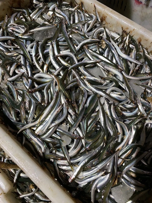 4斤面条鱼琅琊玉筋鱼油滚子小银鱼（个别破腹正常）速冻发货