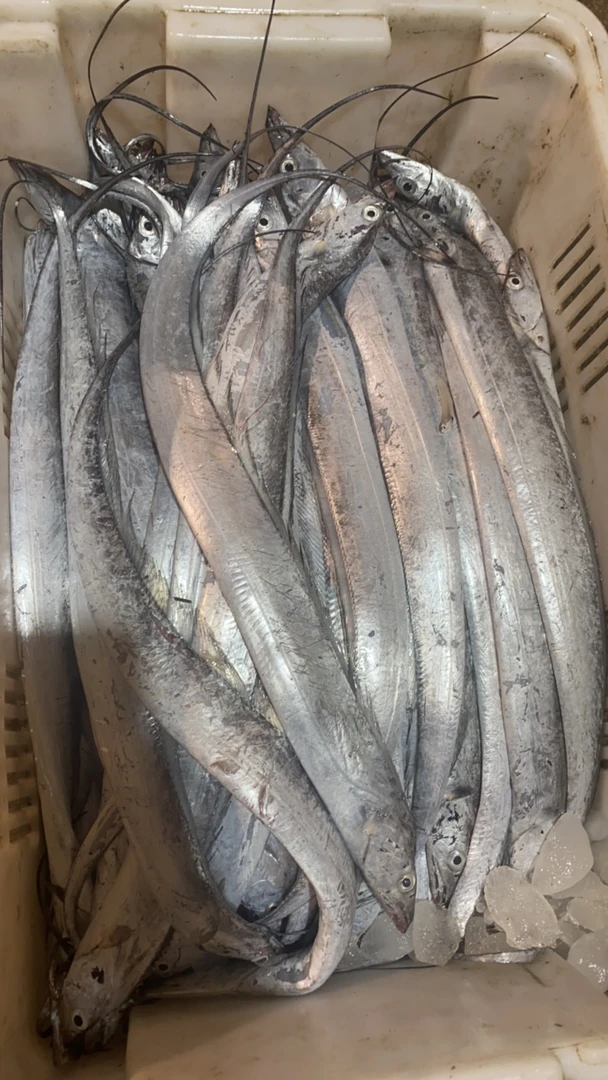 5斤青岛本地小眼油带 肉嫩易破肚 介意勿拍 青岛发货
