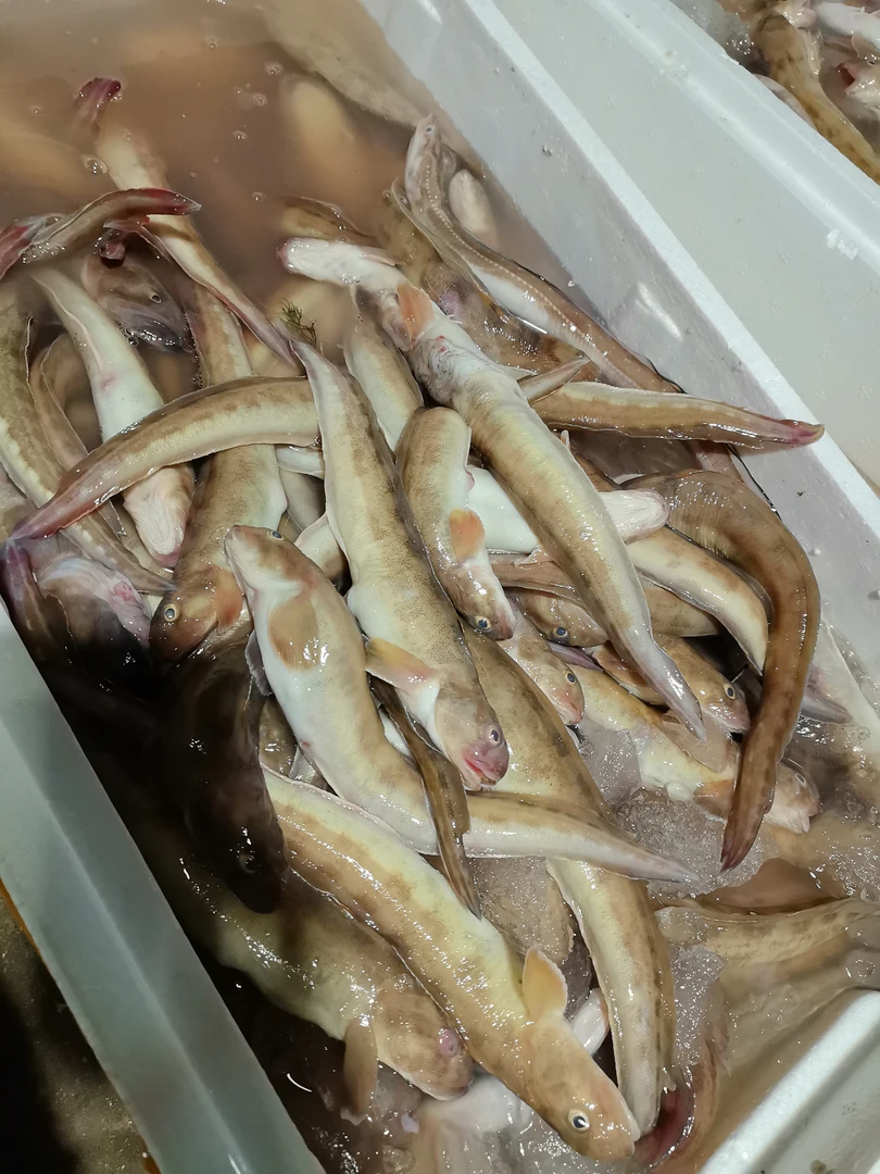 5斤海鲶鱼 青岛发货 顺丰快递