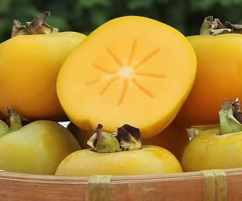 广西高山老树脆甜柿子 山泉水灌溉 清甜脆爽 五斤起包邮 坏果包赔