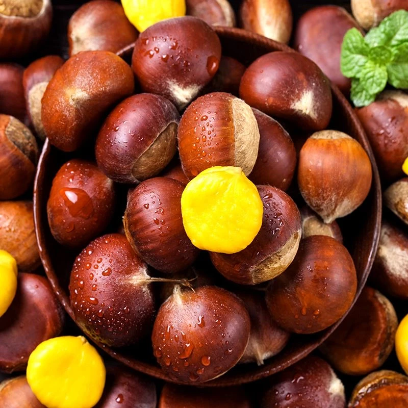 广西高山老树板栗 2024新鲜头茬栗子坏果包赔 5斤9斤