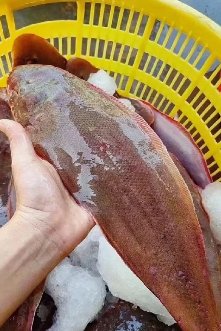 广东博贺港野生龙利鱼 舌头鱼 鳎目鱼 新鲜海鱼 顺丰冷链包邮！