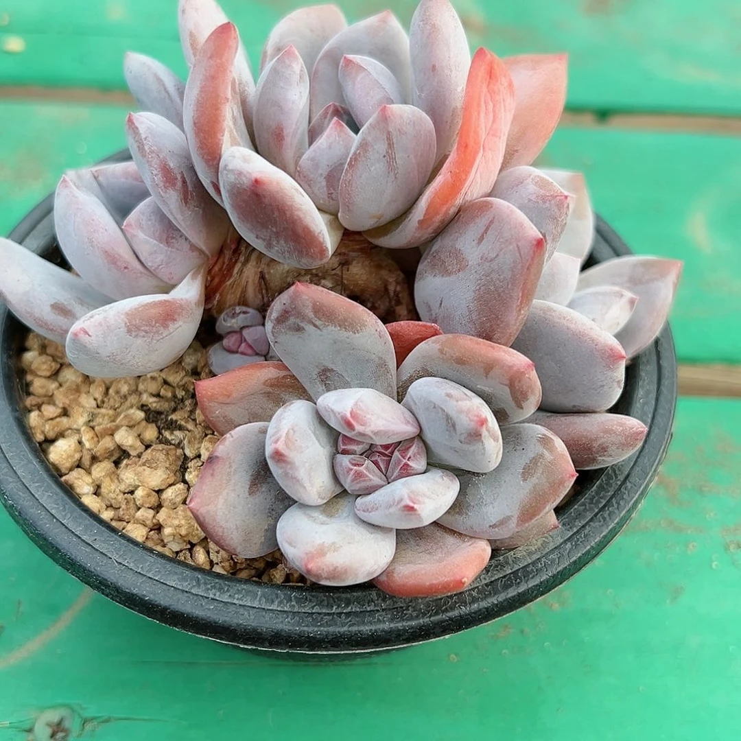 香橙自然群老桩四头