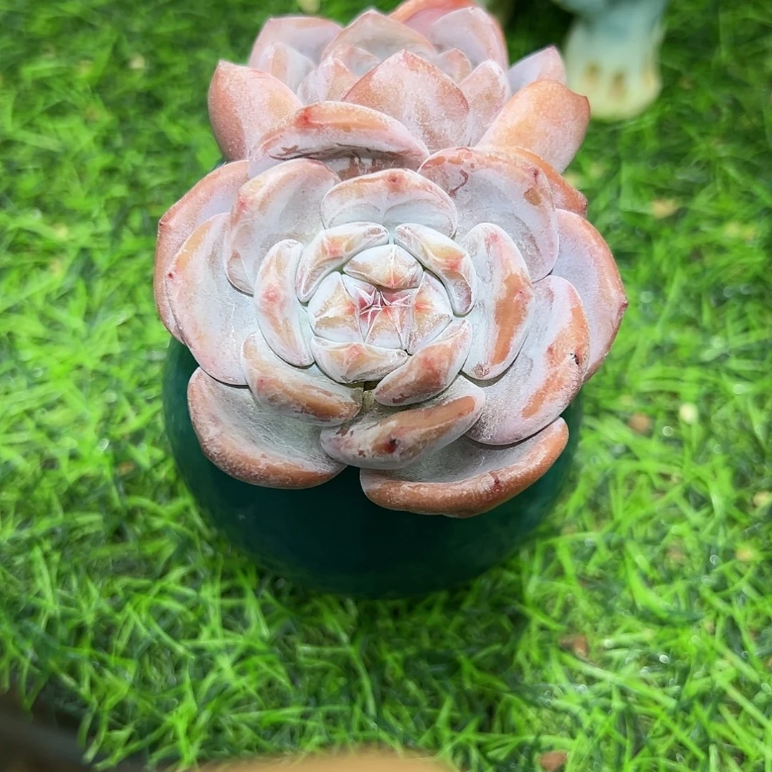 啊石榴籽星影小树福利