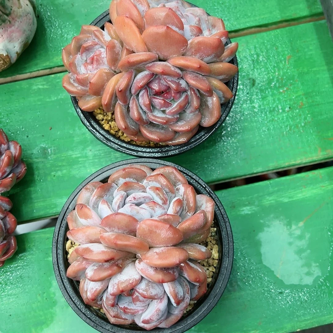 我**合啊石榴籽星影小树福利