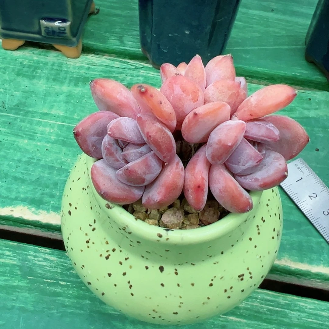 逸*?带盆石榴籽星影超小脸