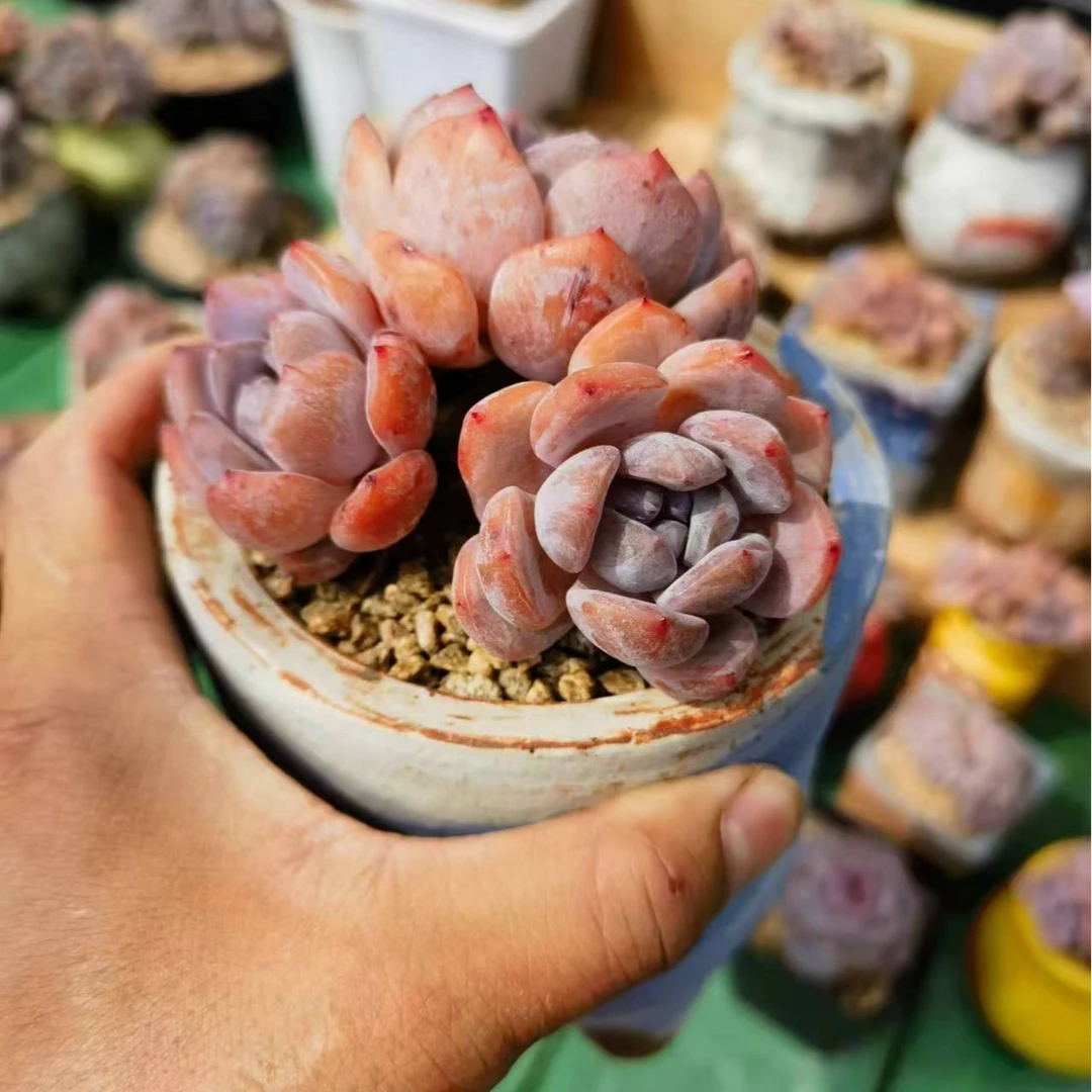 我们家的精品小脸星影3
