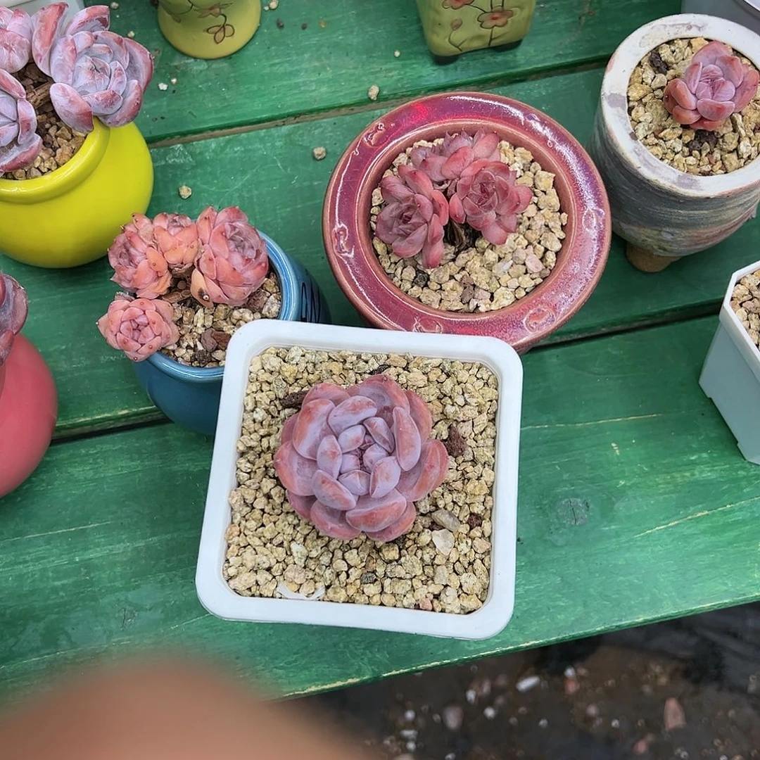 啊石榴籽星影小树福利