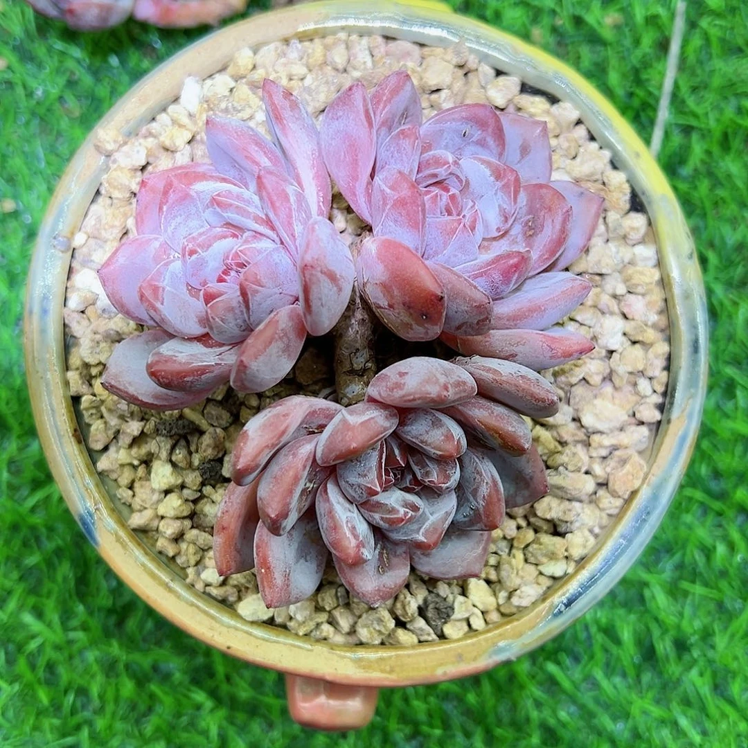 兔*啊石榴籽星影小树福利