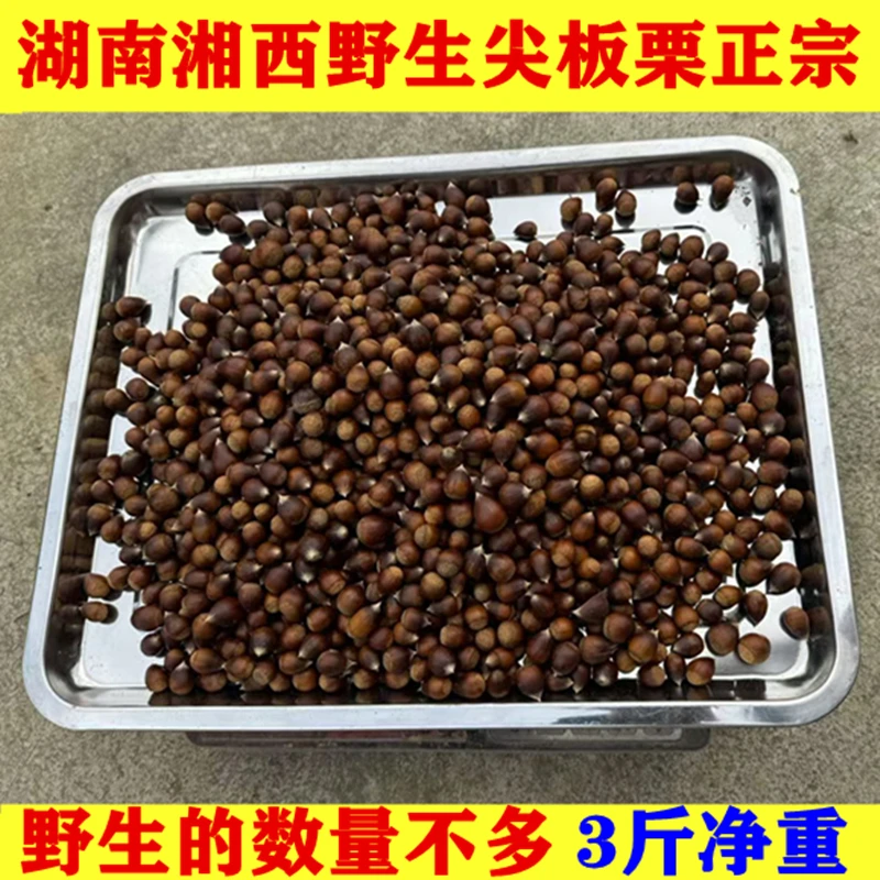 湖南湘西野生尖板栗小小颗粒香甜小时味道3斤包邮
