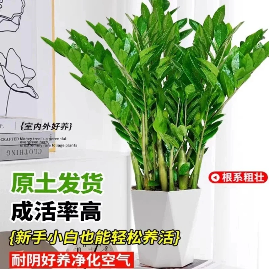 精品70-80cm金钱树盆栽绿植客厅办公乔迁新居净化摇钱树钱串子