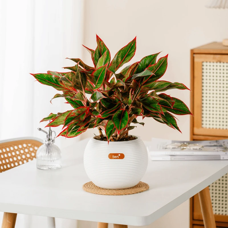 万年红绿植室内桌面盆栽四季常青一路长虹好养净化空气