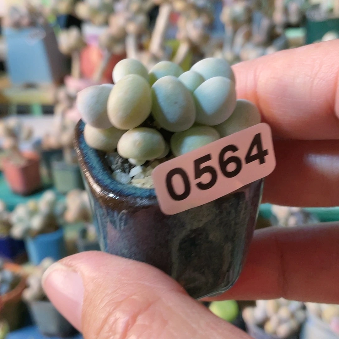 老****浪多肉植物的生长发育