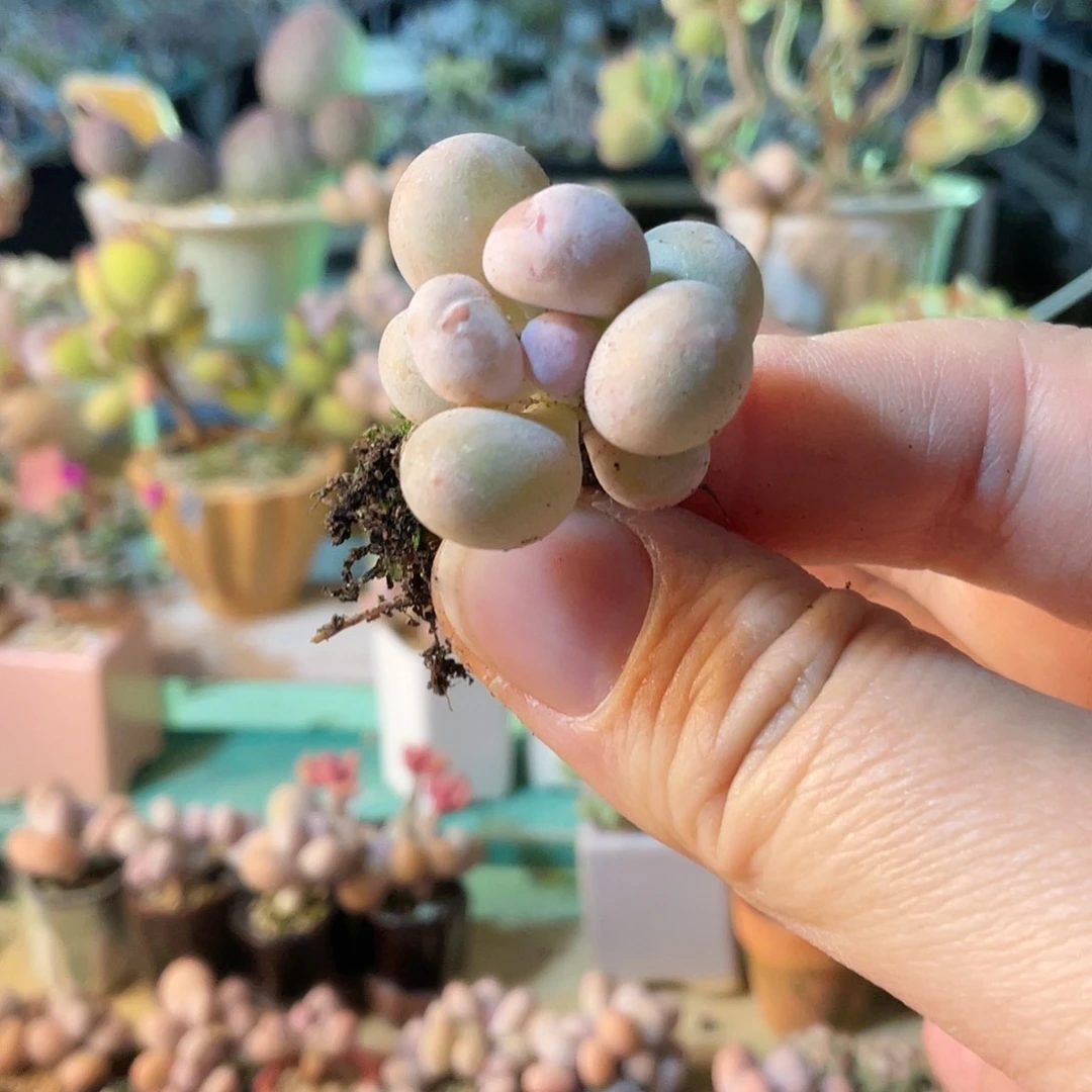 柠****?多肉植物的生长发育与生长发育