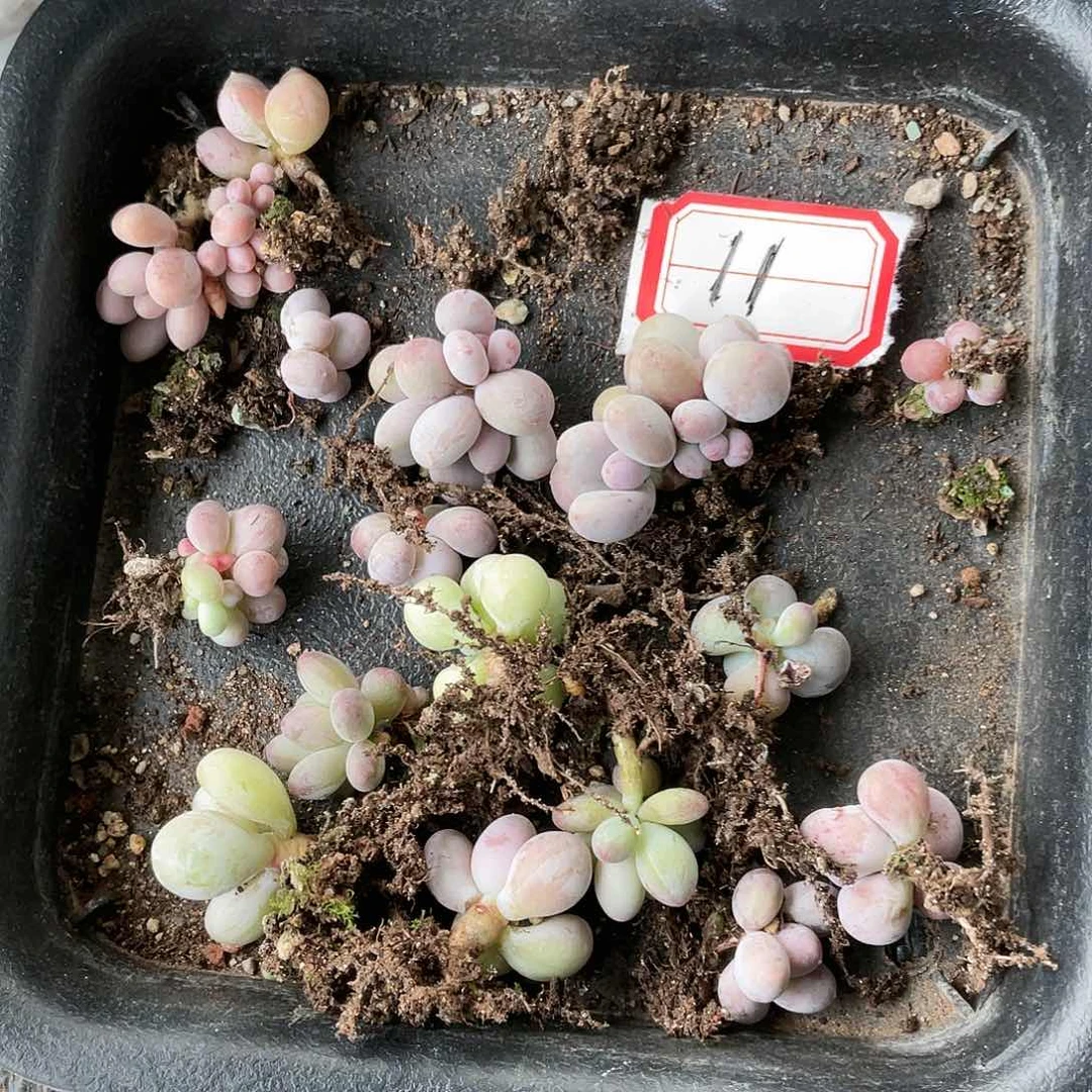 咩****乖多肉植物的生长发育