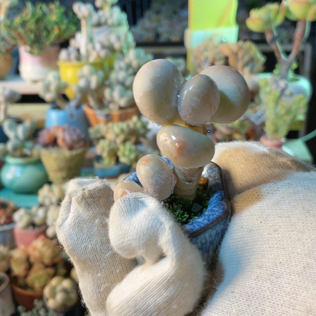 诗*?多肉植物的生长发育