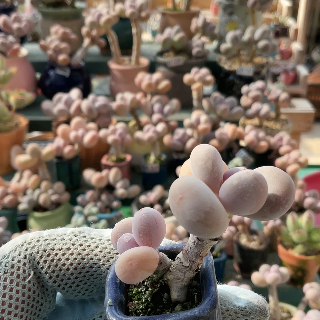 琦*吖多肉植物的生长发育