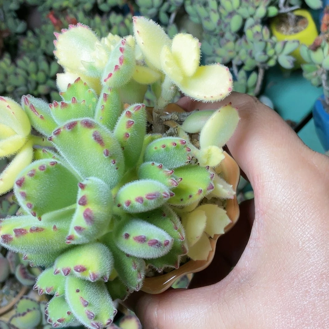 鳗*多肉植物的生长发育与生长发育