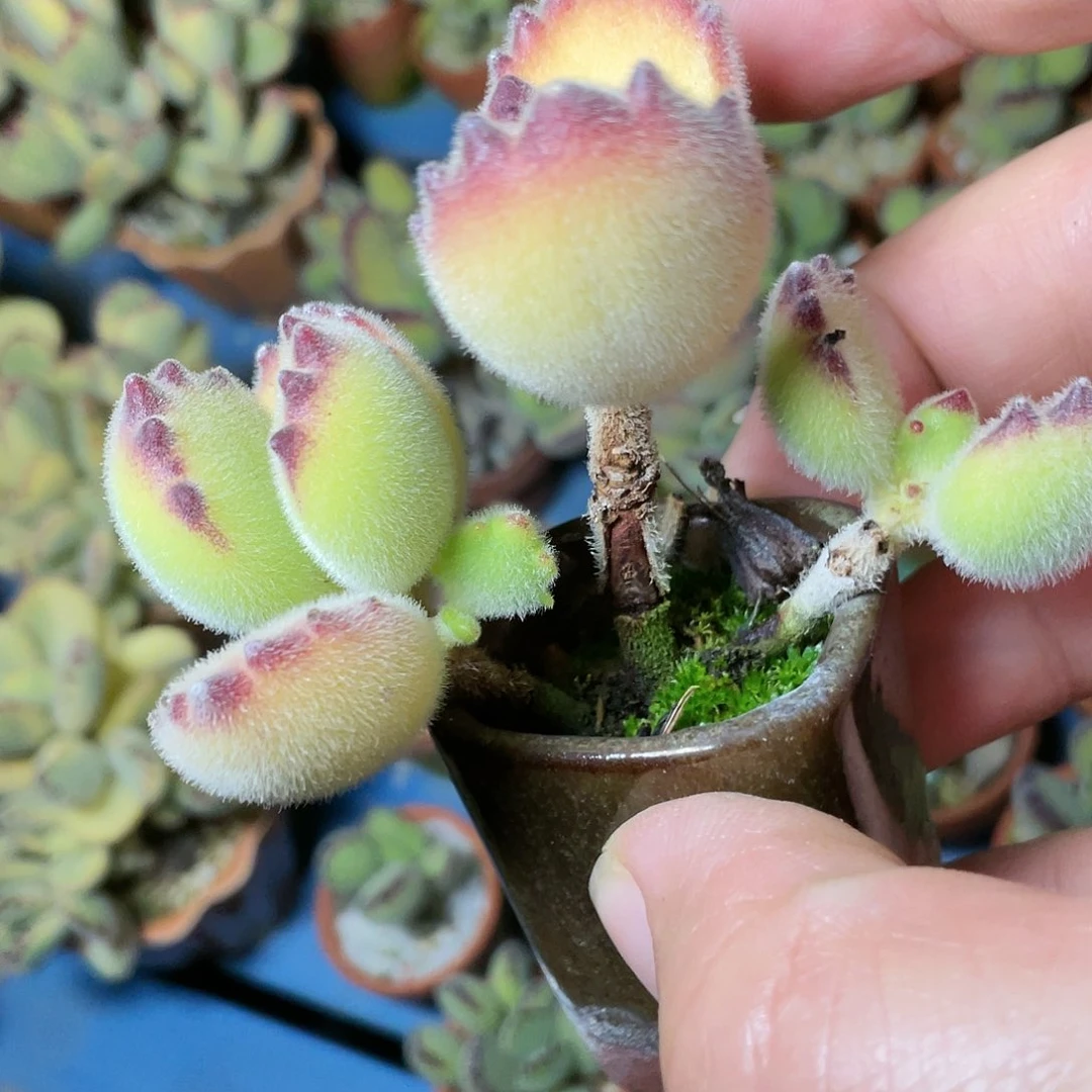 鳗*多肉植物的生长发育与生长发育