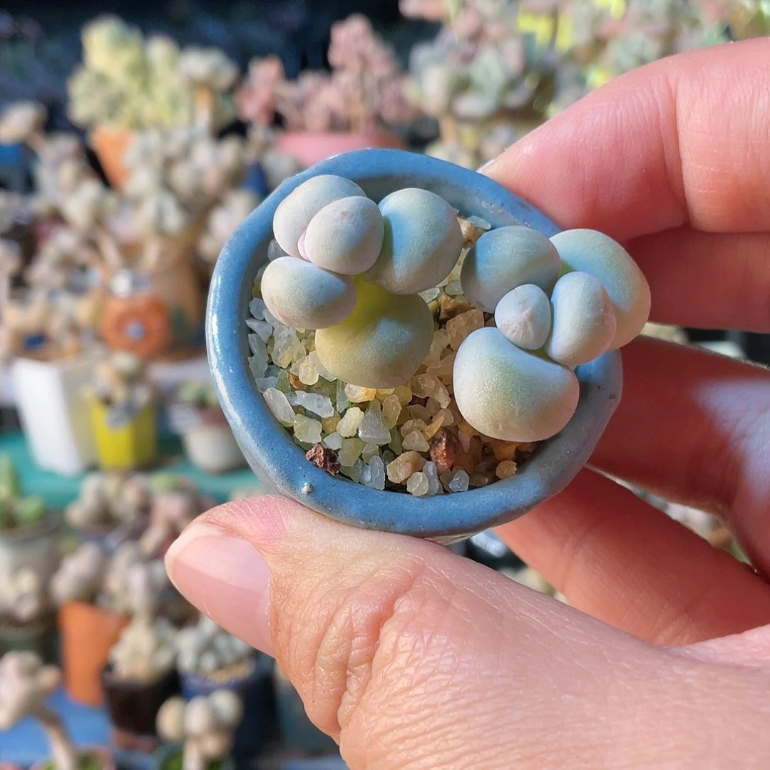 米*贝多肉植物的生长发育