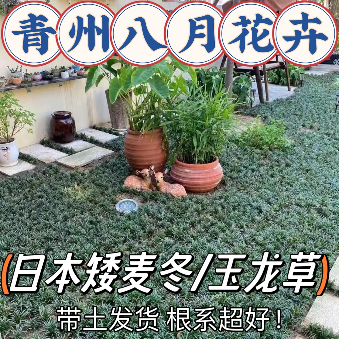 《日本矮麦冬/玉龙草》别墅绿化地被植物耐寒草坪不用维护耐踩踏