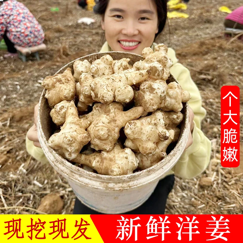 新洋姜现挖现发新鲜鬼子姜菊芋姜不辣10斤腌咸菜泡菜脆嫩3/5斤