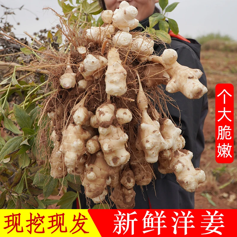 洋姜新鲜现挖5斤菊芋1/3斤阳姜蔬菜酱腌菜泡菜农家种植现挖现发