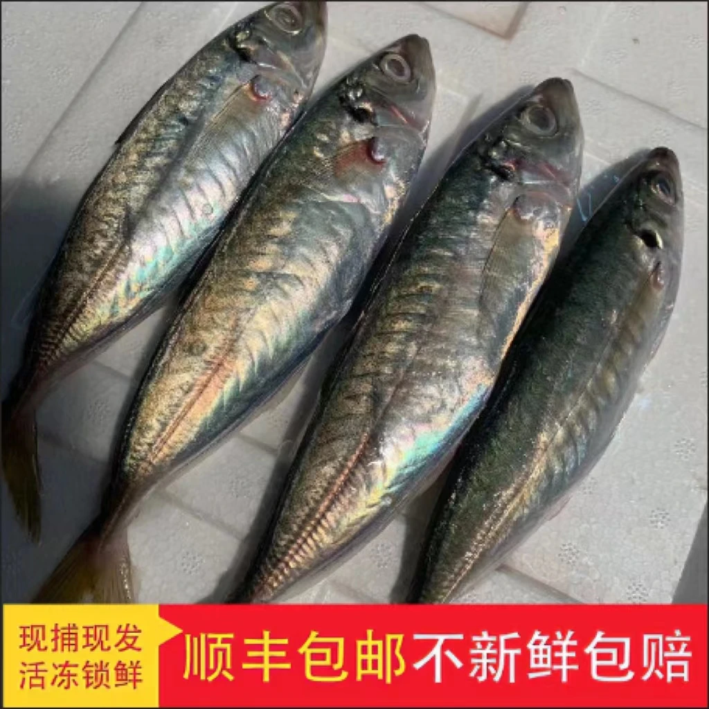 湛江新鲜海捕野生巴浪鱼 清波鱼海鱼 肉质鲜嫩 中大规格 顺丰冷链