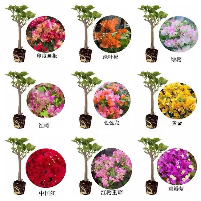 三角梅品种苗随机1棵(卡亚塔不甜西瓜哪吒中国红加州黄等)