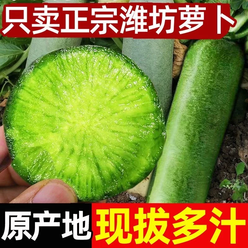 正宗水果萝卜脆甜多汁
