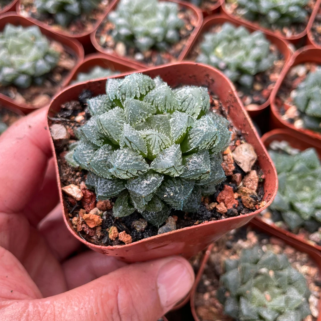 多肉玉露十二卷 魔刺寿 [拼满18包邮发货] 带盆发货