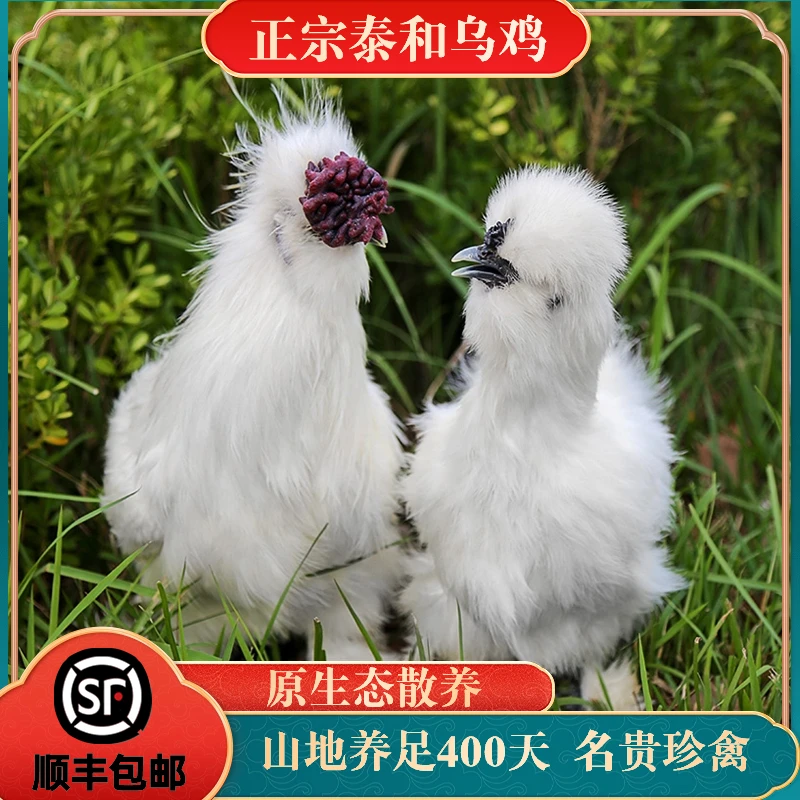 【一只乌鸡+30枚乌鸡蛋】400天乌鸡林间散养现杀