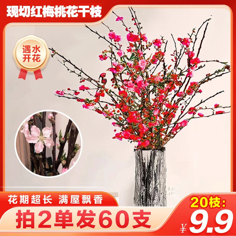 【9.9元20支】水培鲜枝红梅桃花枝条耐寒好活插水养开花插花花卉
