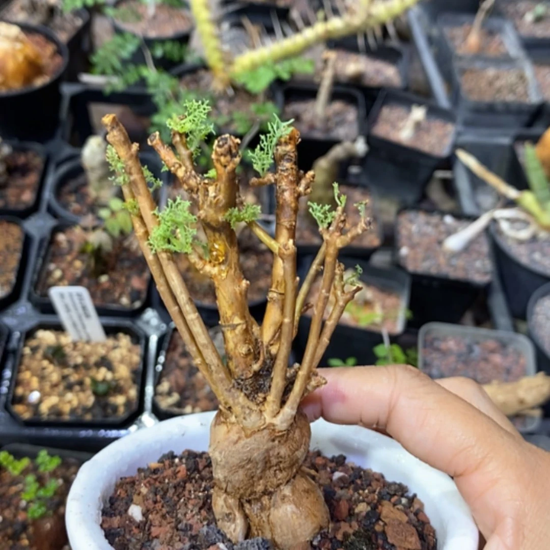 【闪购商品】羽叶厚墩菊