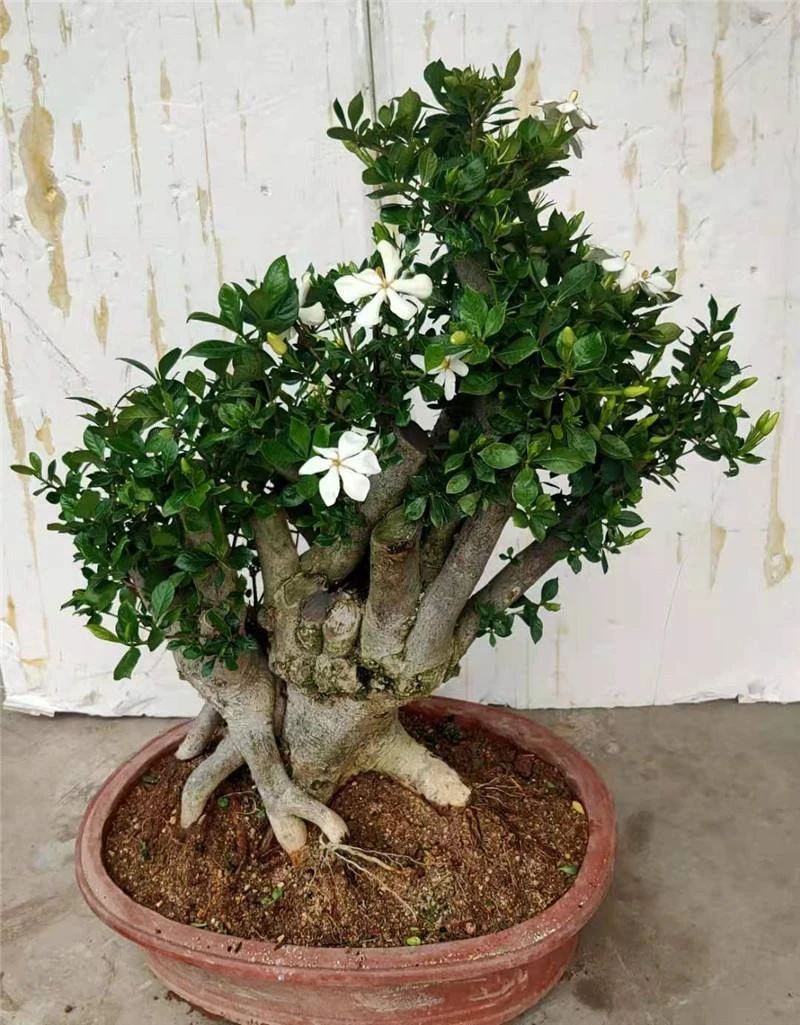 栀子花绿植（图片仅供参考，以直播间为实物，一物一拍）
