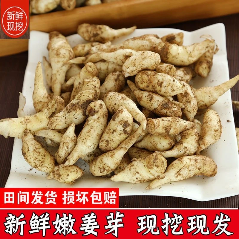【顺丰包邮】山东姜芽泡菜仔姜嫩姜芽新鲜嫩子姜生姜新嫩姜姜芽鲜姜