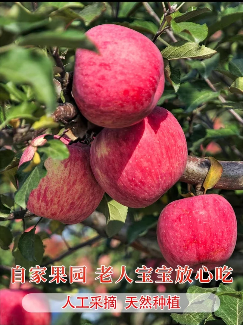 【果园自卖】2024新苹果山东烟台红富士带箱9-10斤产地直发脆甜多汁