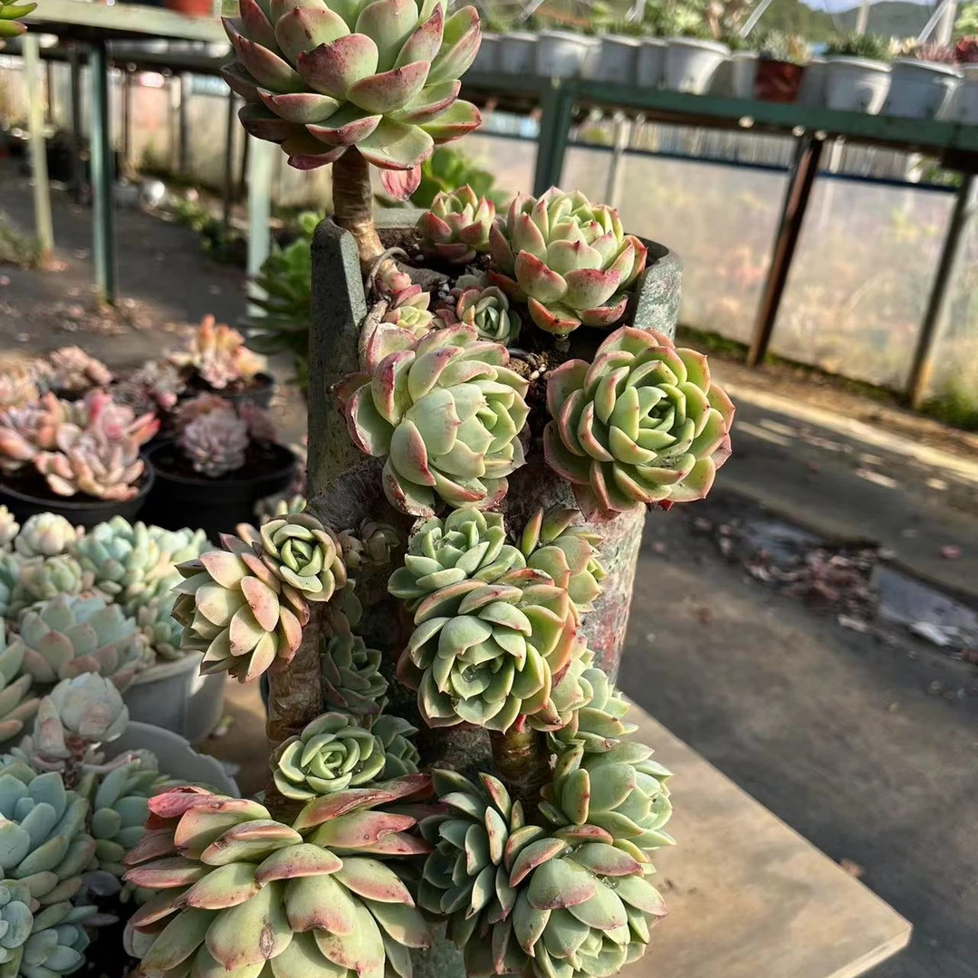 哈密瓜老桩可悬崖多肉植物实物以直播间为准