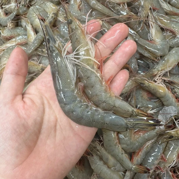 本地新鲜东方虾3斤起辽宁省内包邮大连发货