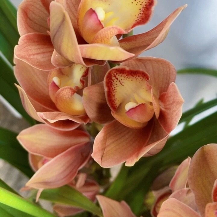 【大花惠兰】佛光5支以上花剑