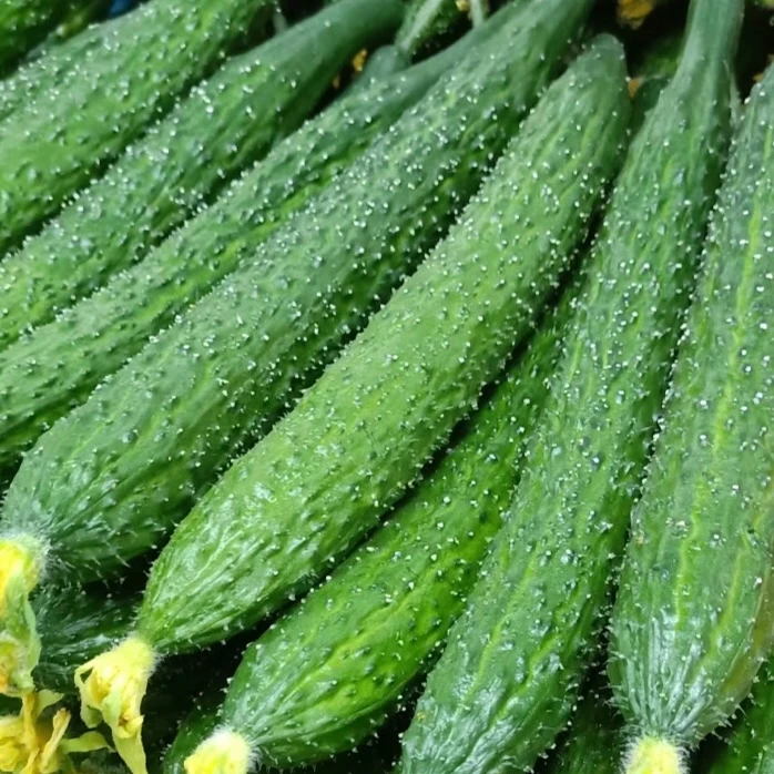 寿光蔬菜黄瓜 黄瓜同城送黄瓜同城配