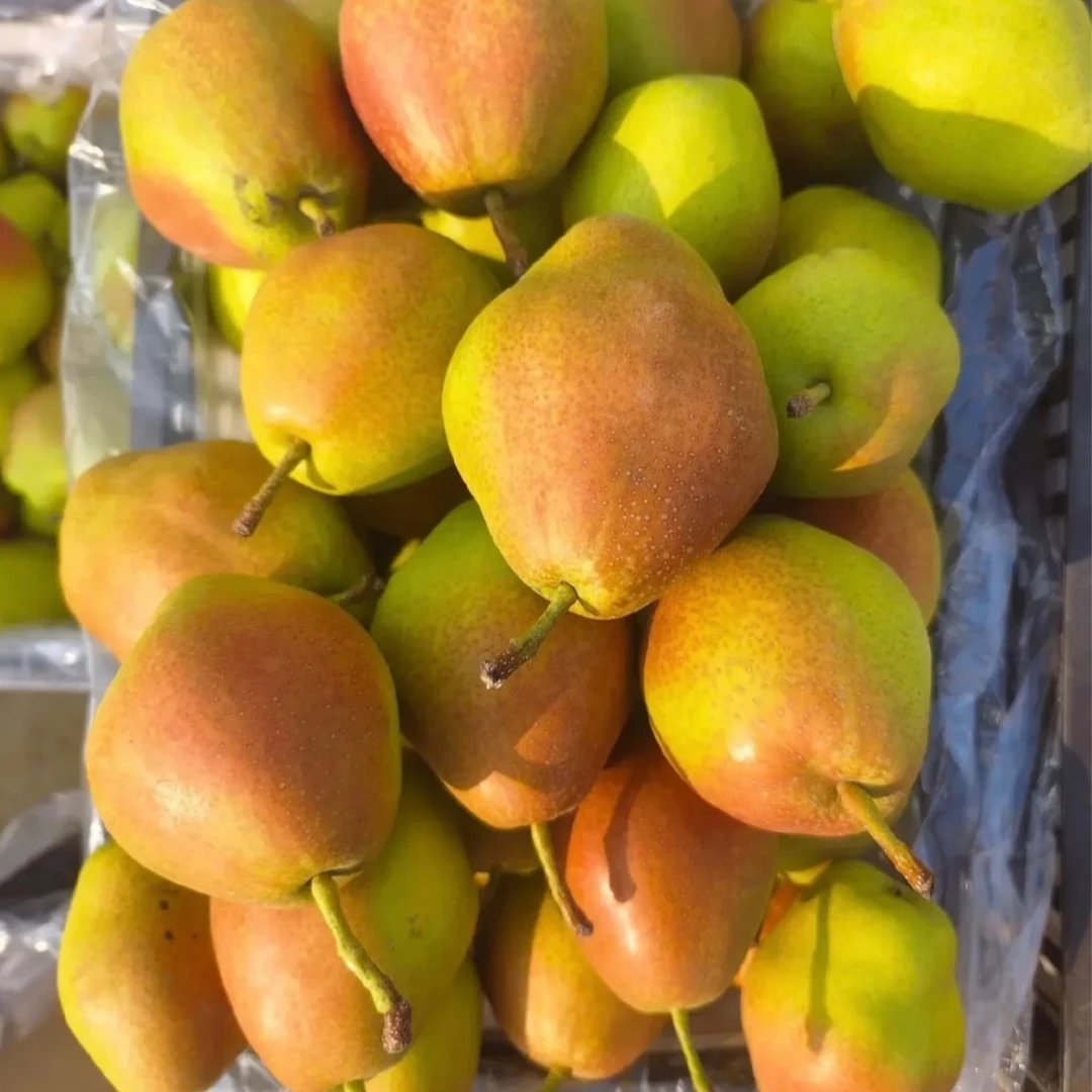 高山红香酥母梨2斤&3斤