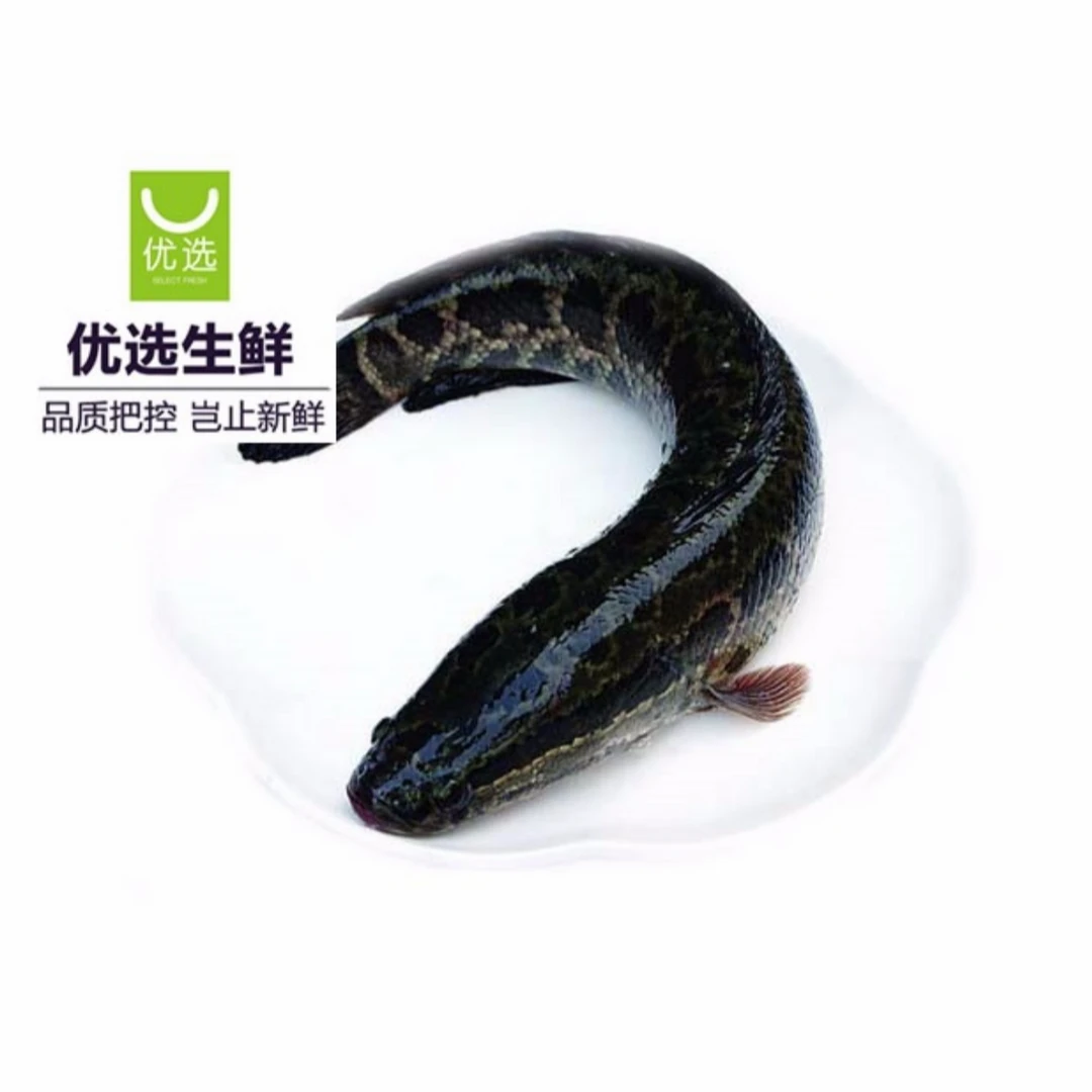 黑鱼（现杀现片成黑鱼片，1000g,多退少补）