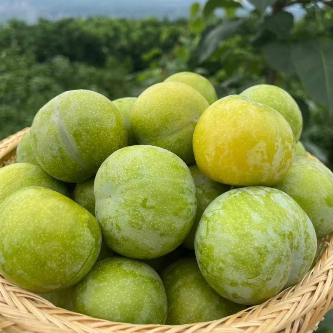 青脆李李子同城送