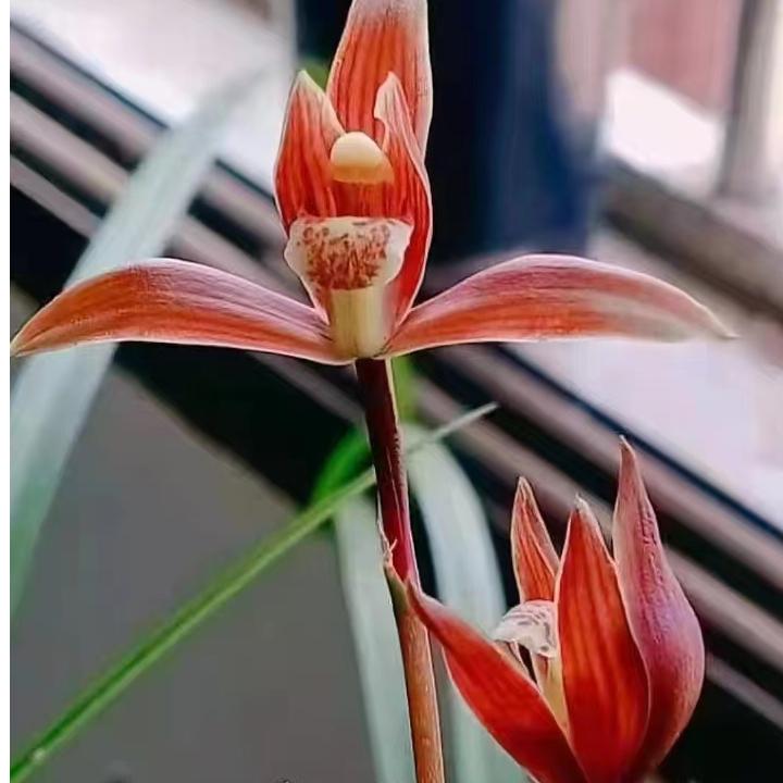 兰花资源货一物一拍